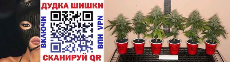 Марихуана гибрид MEGA tor Советский